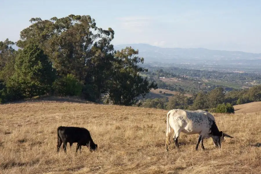 Bill would use grazing to reduce wildfires | Western Livestock Journal